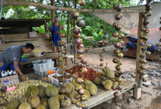 Pedagang Musiman Raup Keuntungan Jutaan Rupiah Selama Musim Buah