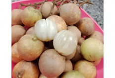 Senyawa Misterius dalam Buah Rambai Berpotensi Jadi Terapi Epilepsi!