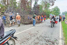 Pasca Makan Korban, Perpohonan di Jalur Utama Ditebang 