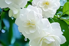 Lebih dari Sekadar Aroma: Menyingkap Khasiat Medis Bunga Melati bagi Kesehatan Modern