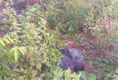  Kerangka Diduga Warga Lubuk Linggau Ditemukan di Muba, Terakhir Kontak Juni 2025