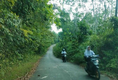Akses Jalan Desa Pinggap Kecamatan BHL Ditutupi Rumput Ilalang, Pengendara Berharap Tebas Bayang 