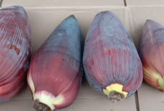 Jantung Pisang yang Melegenda: Rahasia Mengolah Bahan Sederhana Menjadi Hidangan Istimewa