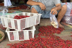 Harga Cabai Merah Kriting Alami Penurunan, IRT Tersenyum Lega 