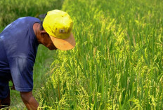 WPI Dorong Petani Bayuasin Tingkatkan Produktivitas