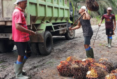  Pertengahan Oktober, Harga TBS Sawit Cenderung Stabil di Rp 2.600 per Kilogram
