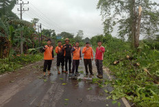 Aksi Cepat Tim Gabungan Atasi Pohon Tumbang di Sekayu, Apresiasi Bupati Mengalir