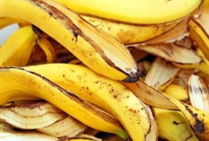 Jangan Dibuang! Kulit Pisang Raja Ternyata Punya Segudang Khasiat Dahsyat untuk Kesehatan   