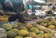 Buah Durian Mulai Masak, Penjual Musiman Bermunculan