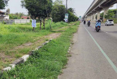 Pedestrian Ditumbuhi Rumput Liar, Pejalan Kaki Kurang Merasa Aman dan Nyaman