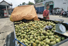 Musim Panen, Jual Ratusan Kilogram Mangga per Hari