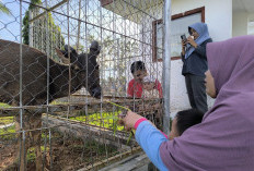 Rusa Totol di Rumah Dinas Bupati Muba, Wisata Fauna Gratis yang Bikin Liburan Keluarga Makin Seru