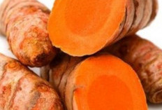 Kunyit: Bukan Hanya Bumbu Dapur, Tapi Juga Sumber Kesehatan Alami yang Kaya Manfaat