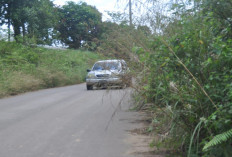 Musim Hujan, Rumput Liar Mulai Masuki Badan Jalan