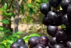 Rahasia Kesehatan dalam Setiap Butir Anggur: Lebih dari Sekadar Buah Manis
