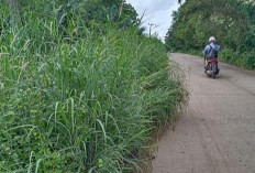 Rumput Liar di Jalan Toman-Sungai Angit Mengganggu Pengendara, Warga Harap Segera Dipangkas