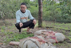 Temuan Tiga Isi Perut Sapi Gegerkan Warga Pangkalan Balai, Diduga Aksi Pencurian Sadis   