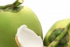 Segarnya Kelapa Muda, Segudang Manfaat untuk Kesehatan Tubuh