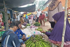 Stok Melimpah, Harga Petai di Sanga Desa Masih Tinggi