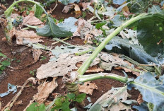 Kurang Pasokan Air, Tanaman Sayur Mayur Mengering dan Rusak 