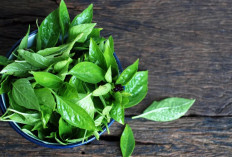Bukan Sekadar Lalapan: Daun Kemangi Diklaim Mampu Jadi Tameng Ampuh Lawan Kanker!