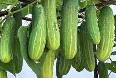 Dingin Menyegarkan, Manfaat Menakjubkan: Timun, Solusi Alami untuk Kulit Wajah Sehat dan Lembap