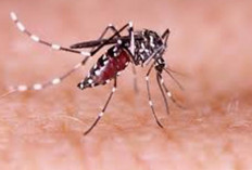 Tidak Ada Hubungan Antara Nyamuk Wolbachia dan Keganasan Nyamuk Dengue