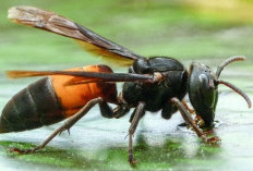Mengenal Lebih Dekat Tawon Vespa: Predator Tangguh dengan Peran Vital di Ekosistem