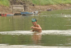 Sungai Musi Surut, Para Penambang Butiran Emas di Tanah Napal Muba Mulai Berdatangan, Penghasilan Bisa Jutaan