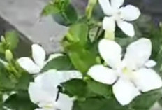 Melati: Si Putih Harum Penuh Manfaat, Bukan Hanya Sekadar Penghias Taman