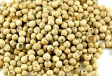 Lada: Lebih dari Sekadar Bumbu Dapur, Sumber Kesehatan Alami
