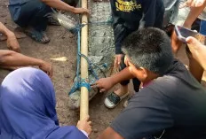 Meresahkan Warga, Buaya Ukuran 3,5 Meter Ditangkap Warga dan Tim KSDA 