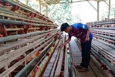 Sepekan Jelang Ramadan 1445 Hijriyah, Harga Telur Ayam di Pasar Tradisional Stabil, Segini Harganya 