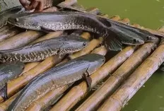 Makan Ikan Gabus Rutin, Ini Manfaat Luar Biasanya!