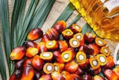Tidak Hanya Minyak Goreng, Ini 7 Produk Turunan Kelapa Sawit yang Harus Kamu Tahu