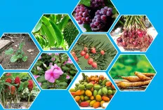 Ini Nih 9 Tanaman Obat yang Mampu Redakan Penyakit Kanker