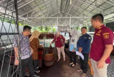 Kanwil Kemenkumham Sumsel Tinjau Langsung Pengawasan Indikasi Geografis di Kebun Gambir Babat Toman