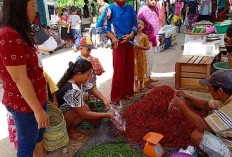 Harga Cabai Masih Tinggi 
