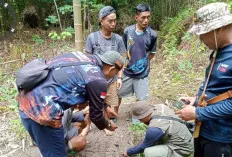 TNKS Tegaskan Lokasi Serangan di Habitat Harimau Sumatera