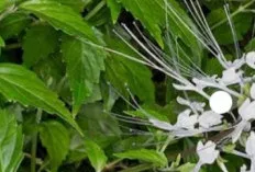 Kumis Kucing: Bukan Sekadar Tanaman Hias, Ini Segudang Manfaatnya untuk Kesehatan