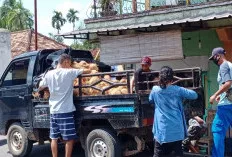 Harga Kelapa di Sanga Desa Ikut Naik, Emak-Emak Menjerit dan Warga Bingung Mau Hajatan   
