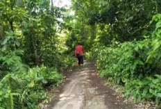 Para Petani di Kelurahan Ngulak I Terganggu Keberadaan Rumput Liar 