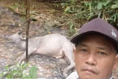 Belasan Kerbau Warga Muratara Mati Diterkam Harimau