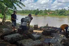 Musim Hujan, Membuat Kadar Air Tinggi, Pengaruhi Harga Getah Karet