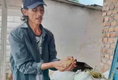 Pasca Panen, Petani di Kabupaten Ini Keluhkan Harga Gabah Terjun Bebas 