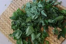 Sayur Katuk: Manfaatnya untuk Kesehatan Ibu Hamil