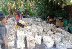 Harga Lelang Getah Karet Masih Diangka Rp 12 Ribu Per Kilogram, Petani Tetap Tersenyum 