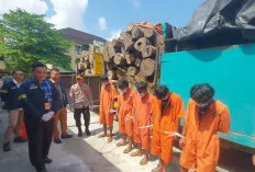 Polda Sumsel Tangkap 5 Sopir Pengangkut Kayu Ilegal dari Hutan Lindung di Muba