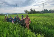 Bantu Para Petani, Dinas TPHP Lahat Bagikan Racun Tikus Hingga Turun Langsung ke Areal Persawahan