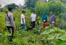 Tanam Ubi Kayu, Cabai dan Terong, Manfaatkan Lahan Kosong 